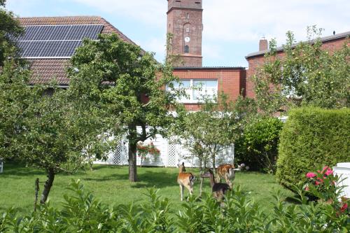 Borkum Ferienhaus Dat Rosenhuus - Blick von der Terrasse
