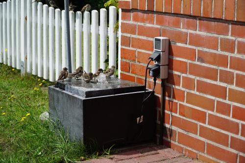 Borkum Ferienhaus Gisela - weitere Besucher im Sommer