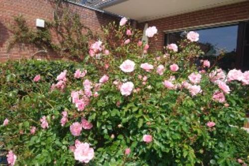 Borkum Ferienwohnung Ferienhaus Kiebitzdelle