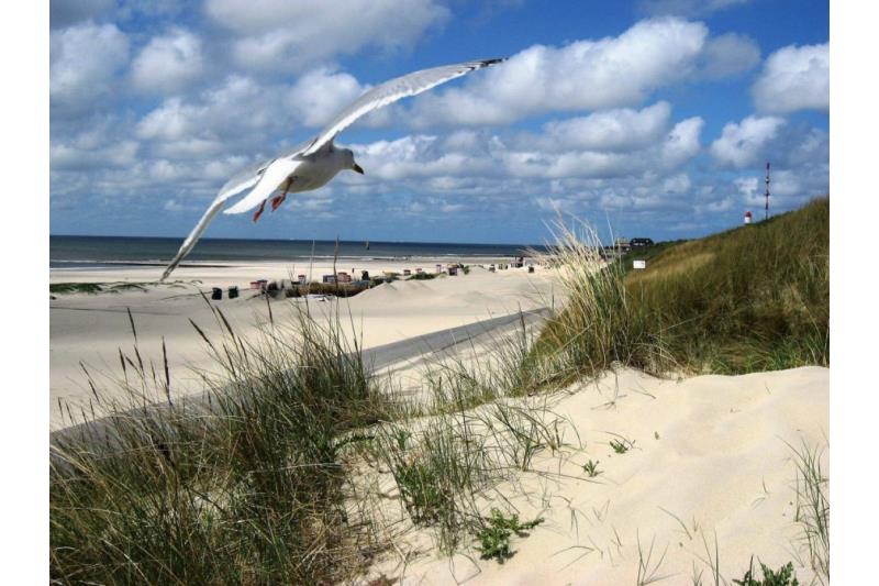 Borkum Ferienwohnung Düne 47 (Nessen) - Umgebung