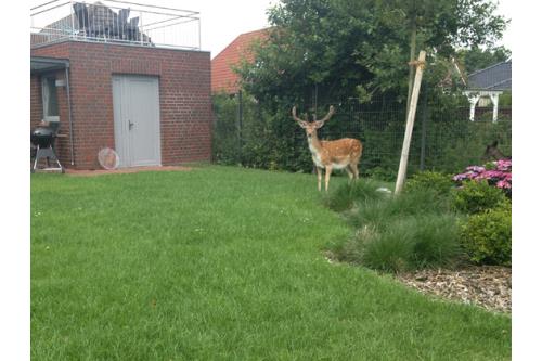 Borkum Ferienwohnung Scheukelanders - Wohnung 2