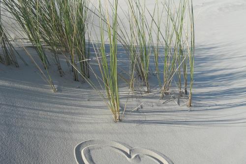 Borkum Ferienwohnung Seehundsbank - dunes 3756024 1920