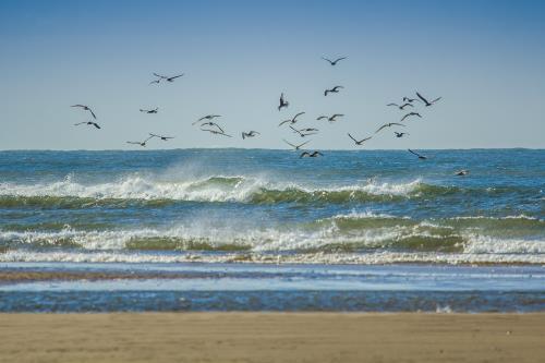 Borkum Ferienwohnung Seehundsbank - gulls 1937919 1920