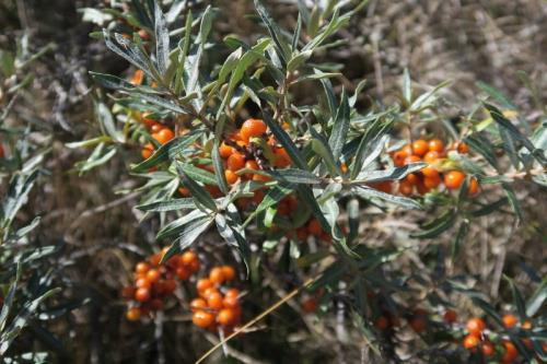 Borkum Ferienwohnung Watt Mutt