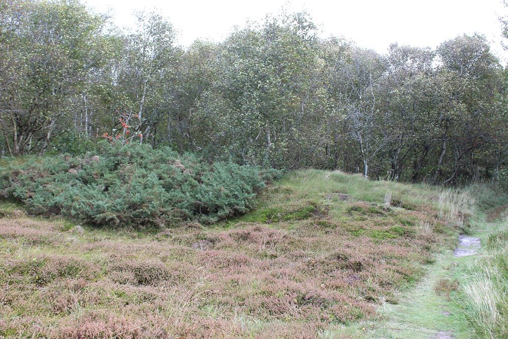 Greune Stee - Heidekraut