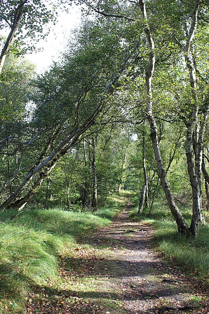 Greune Stee - Waldweg