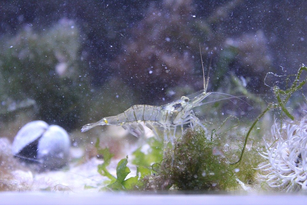 Nordsee-Aquarium - Nordseegarnele
