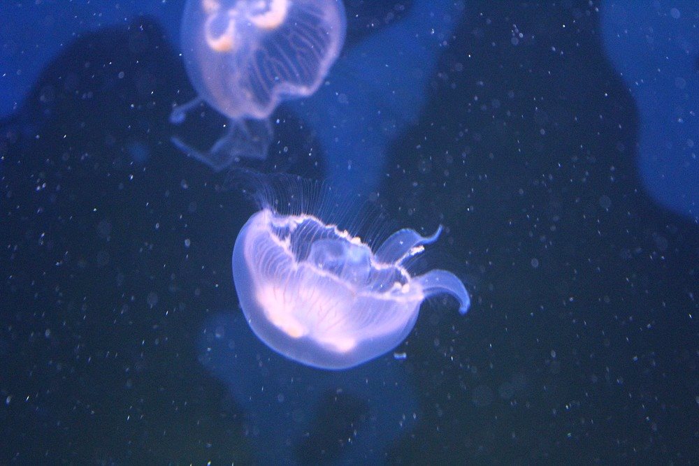 Nordsee-Aquarium - Quallen