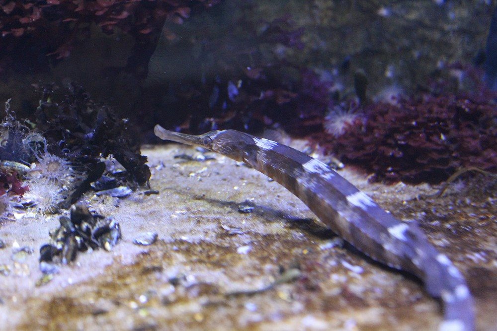 Nordsee-Aquarium - Seenadel