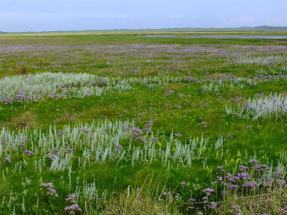 Salzwasserwiesen