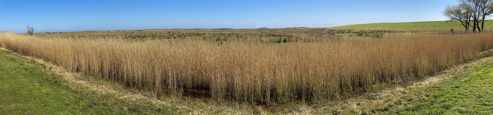 Schilfgras auf Borkum